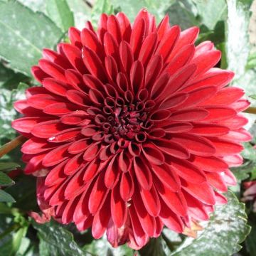 Dalia enana Frivoleus Glow