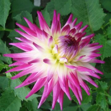 Dalia cactus Match