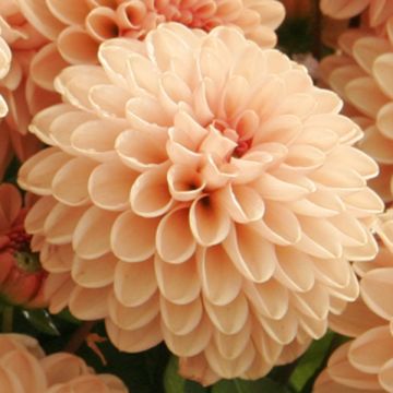Dalia enana Salmon Jewel