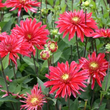 Dalia cactus Selina