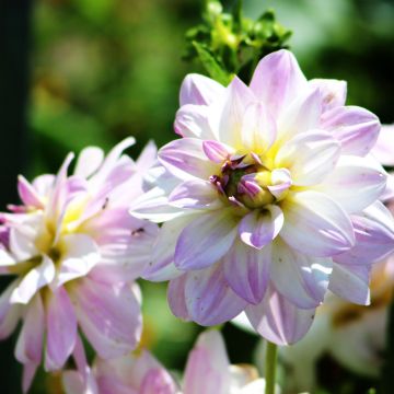 Dalia decorativa Twilight Time