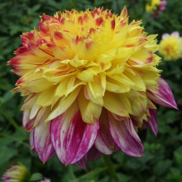 Dalia Flor de Anémona Boogie Woogie