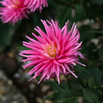 Dalia cactus Blue Record
