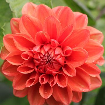 Dalia enana Ellen Houston