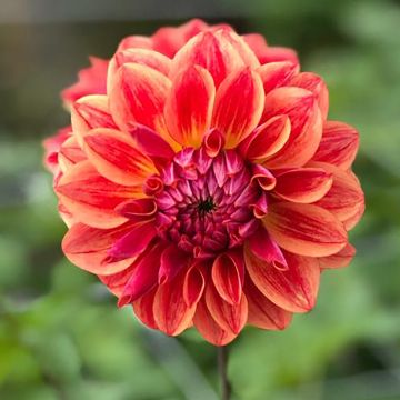 Dalia decorativa All That Jazz