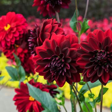 Dalia decorativa Arabian Night