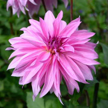 Dalia decorativa Babylon Rose