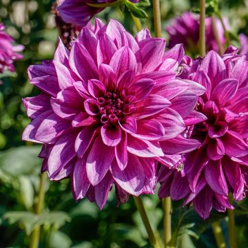 Dalia decorativa Blue Bell