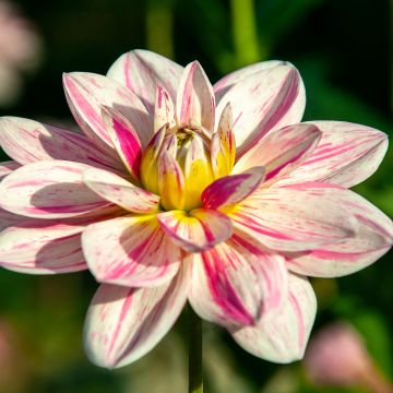 Dalia decorativa Bonesta