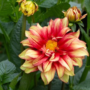 Dalia decorativa Dazzling Sun