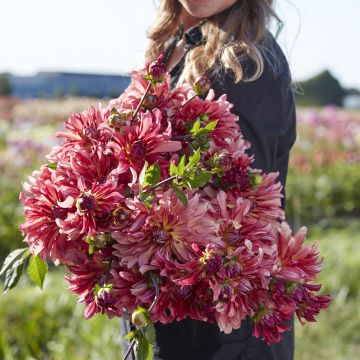 Dalia decorativa Dutch Delight