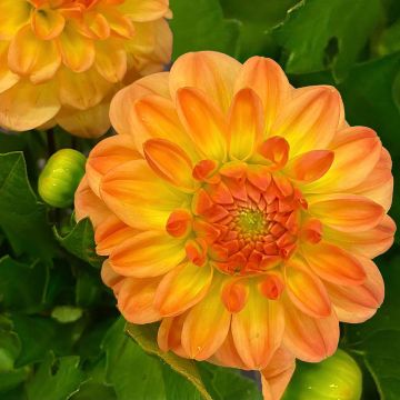 Dalia decorativa Justyna