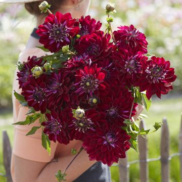 Dalia decorativa King Arthur