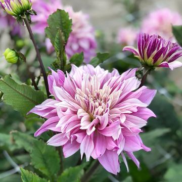Dalia decorativa Labyrinth Twotone