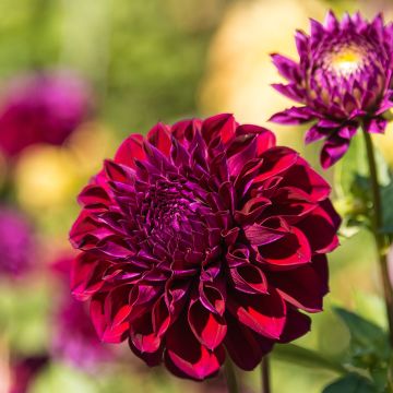 Dalia decorativa Le Baron