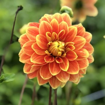 Dalia decorativa Myrthe