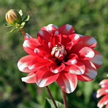 Dalia decorativa Nagano