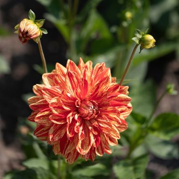 Dalia decorativa Neo