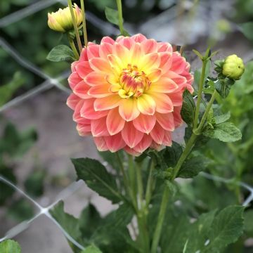 Dalia decorativa October Sky