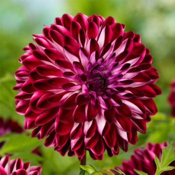 Dalia decorativa Osirium