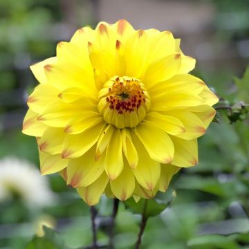 Dalia decorativa Parasol