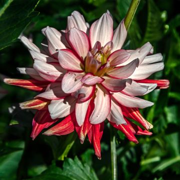 Dalia decorativa Short Track