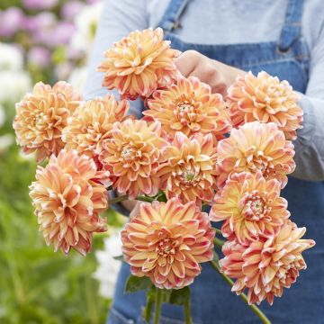 Dalia decorativa Hapet Harmony