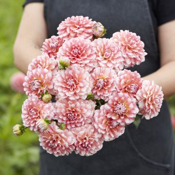 Dalia decorativa Trustfull