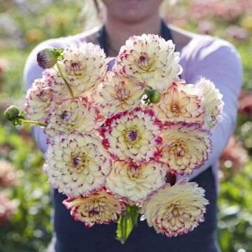 Dalia decorativa Aphrodite