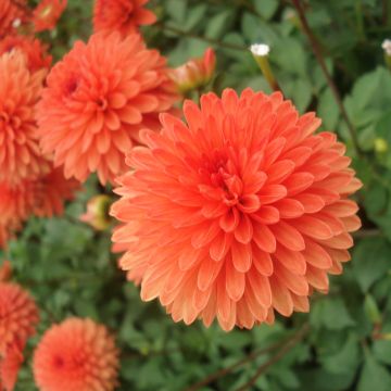 Dalia enana Jewel Orange