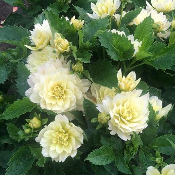 Dalia enana Berliner Lemon