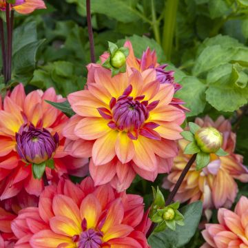 Dalia enana Firepot