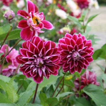Dalia decorativa Purple Pearl