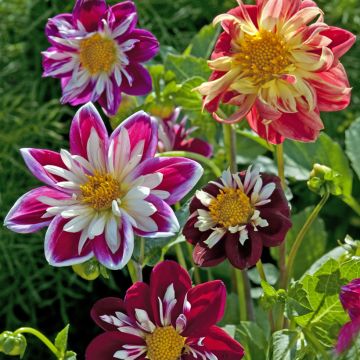 Dalia Dandy Improved Mix