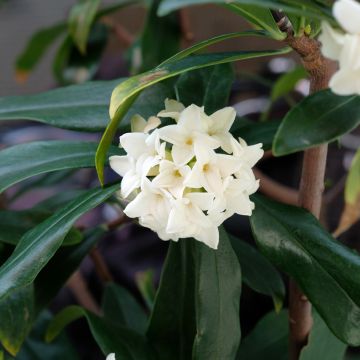 Daphne Princess white