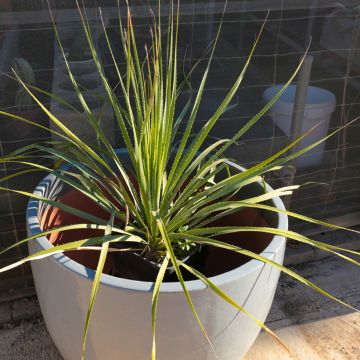 Dasylirion texanum - Sotol de Texas