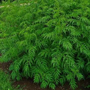 Datisca cannabina - Cáñamo falso