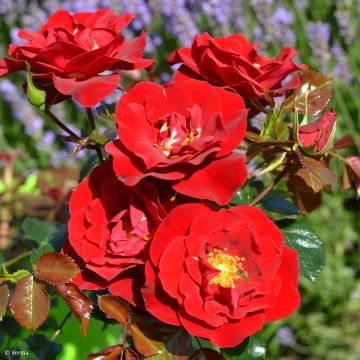 Rosal New Vesuvia
