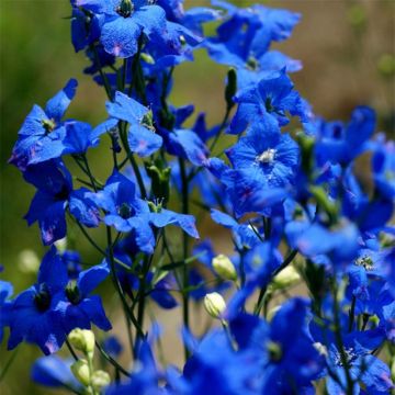 Espuela de caballero - Delphinium grandiflorum