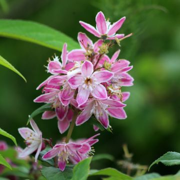 Deutzia hybrida Strawberry Fields hibrido