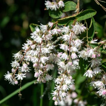Deutzia scabra Codsall Pink