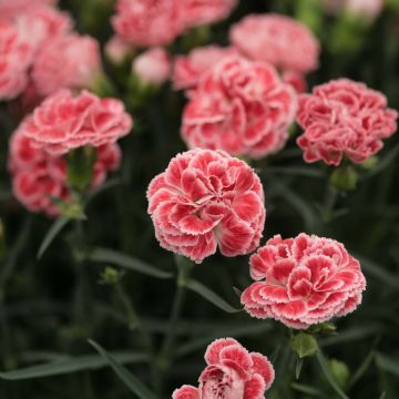 Clavel coronado Scent First Coral Reef - Dianthus plumarius