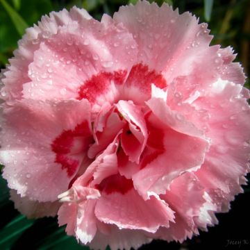 Dianthus Whatfield Supergem - Clavel