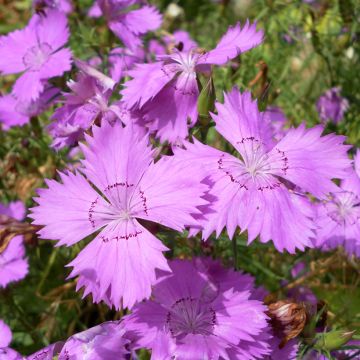 Dianthus amurensis Siberian Blues