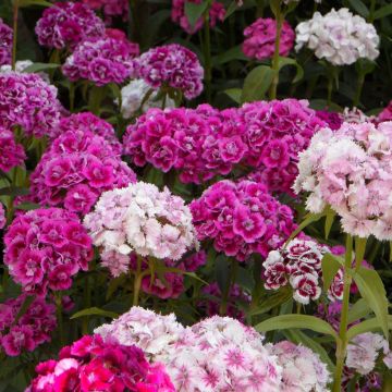 Clavel del poeta Double Mix - Dianthus barbatus