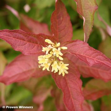 Diervilla Kodiak Red - Brezalillo
