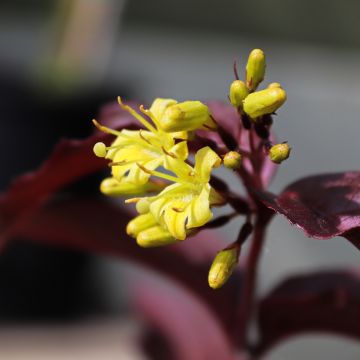 Diervilla rivularis Troja Black - Brezalillo