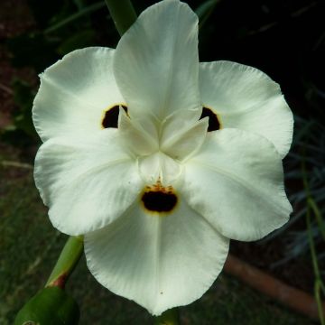 Dietes bicolor - Iris africano