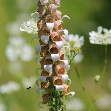 Digitalis lanata - Dedalera lana