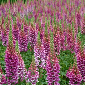 Digitalis purpurea Candy Mountain